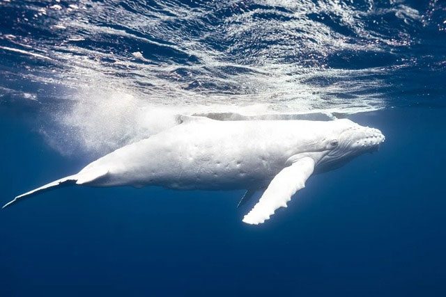 The white humpback whale is one of the rarest marine creatures in the world.