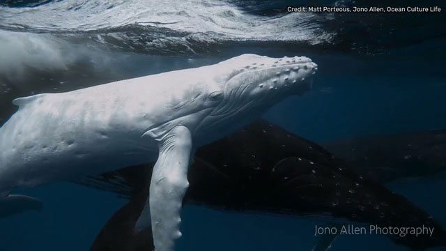 Due to their bright coloration, white humpback whales are more easily detected and attacked by predators.