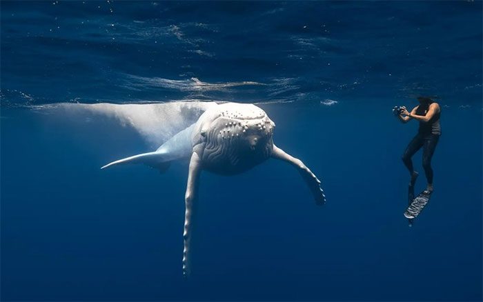 The rate of humpback whales with albinism or leucism is approximately 1 in 10,000.