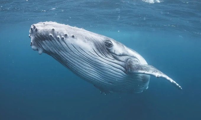 Humpback whales can grow up to 18 meters long and weigh 40 tons.