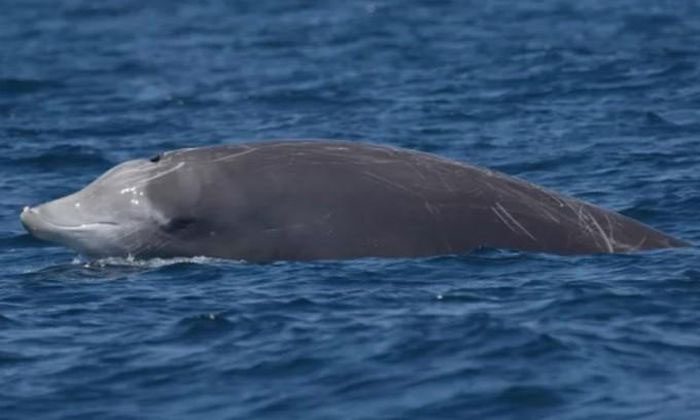 Cuvier's beaked whale remains a mystery for scientists.