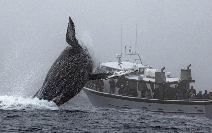 Whale Murph performs her display in front of a crowded boat.