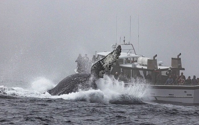 Two whales feeding on anchovies before performing.