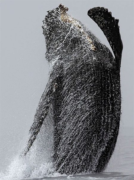 Humpback whales can typically be spotted in Monterey Bay from April to late December.