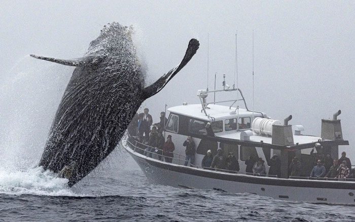 A humpback whale suddenly breaches the surface.