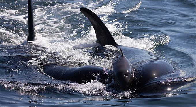 When killer whales hunt, the area is filled with their sounds.