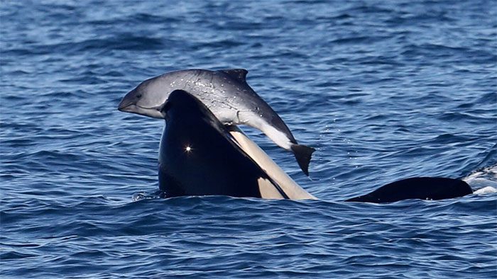 Killer whales also have a high social behavior