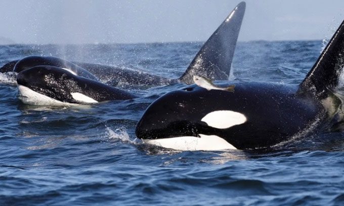 Killer whales have resumed the trend of wearing salmon carcasses on their heads