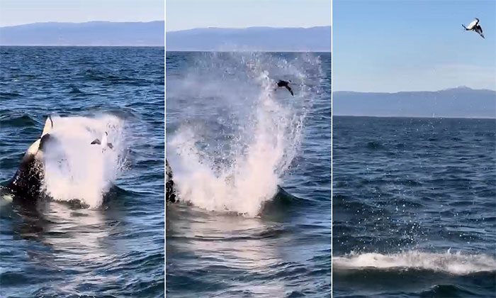 Bigg's killer whales tossing some seabirds resting on the water.