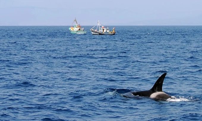 Orcas Become a Threat to Boats Offshore