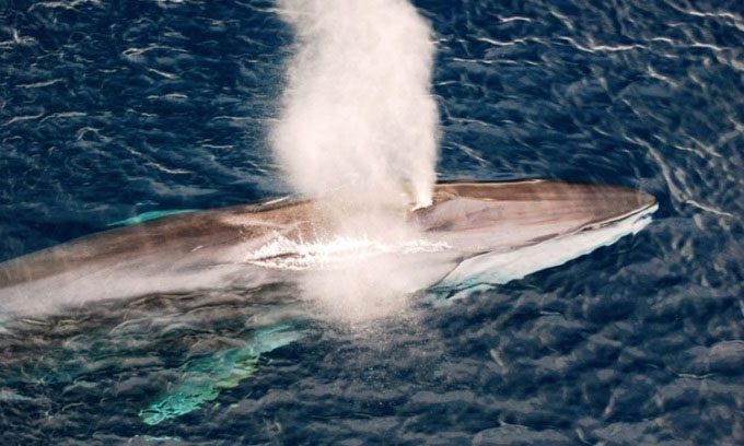 Fin whales are the second largest animals on Earth, after blue whales.