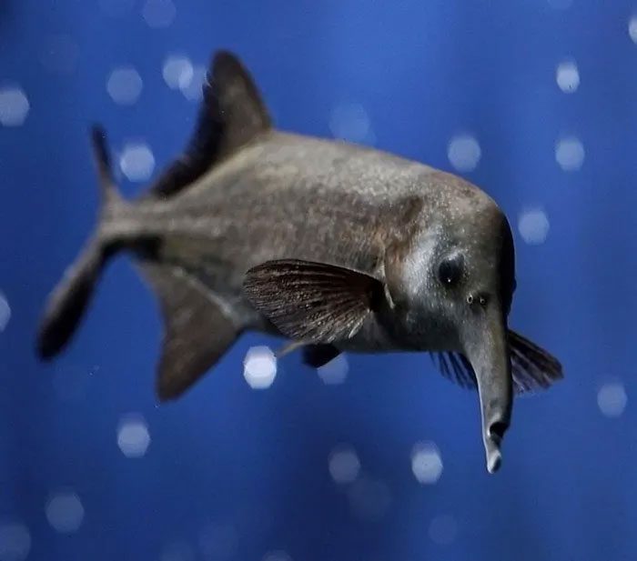 The elephant-nosed fish has a long, slender body, dark brown to black coloration, and a narrow tail