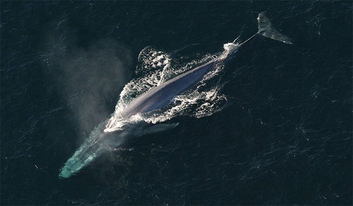 Blue Whale