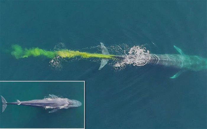  When they digest and urinate, whales do this closer to the surface.