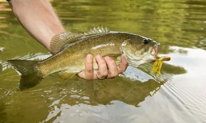 Smallmouth bass threaten many native fish species in the Colorado River.