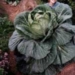 cabbage plant high near human brain 2044