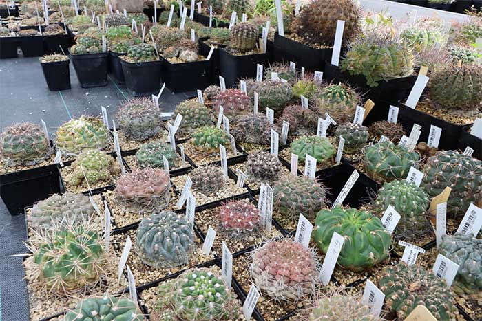 Various cactus species.