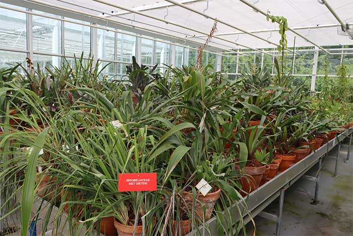 The area for various orchid species.