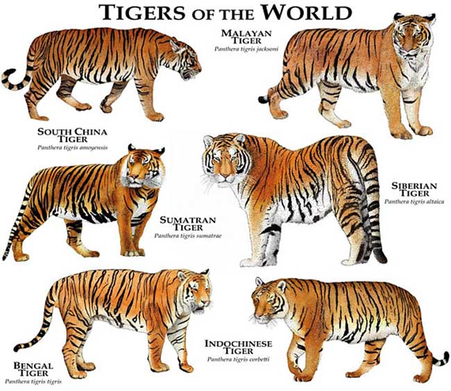 Tiger Species