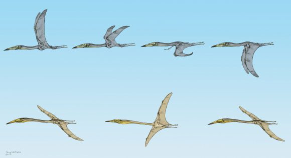 The flight styles of two giant pterosaurs in Jordan are very different