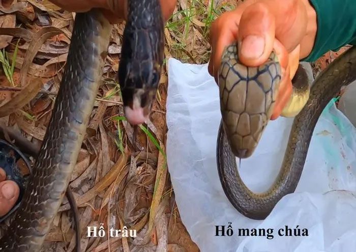 Bull Snake and King Cobra.