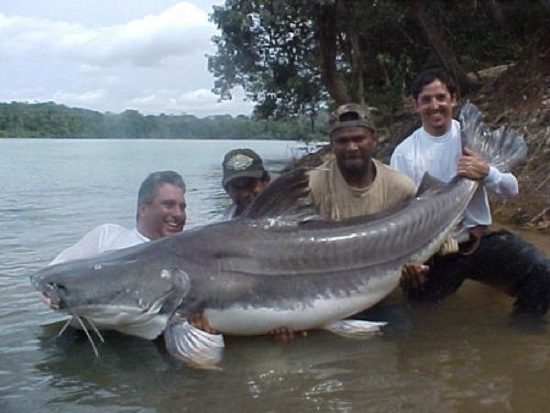 South American Catfish