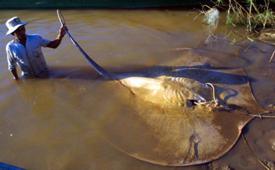 Freshwater Ray