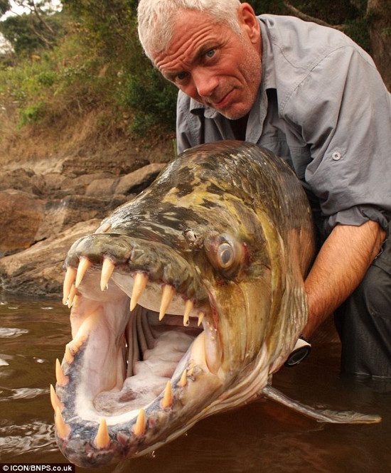 Congo Tigerfish