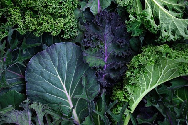 Kale is often praised as a nutritious vegetable that is good for health.