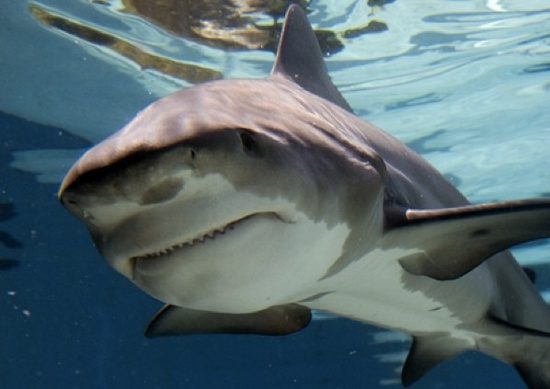 Bull Shark