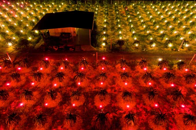 View of the dragon fruit field at night that amazed many.