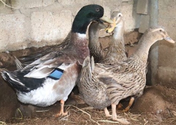 canh gioc duck endangered species before extinction risk 122407