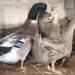 canh gioc duck endangered species before extinction risk 122407