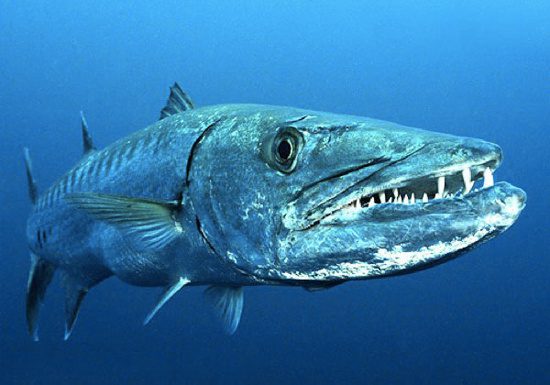 European Barracuda