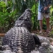 cassius largest crocodile in the world has passed away in australia 137637