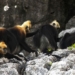 cat ba monkeys increase to over 90 animals 136529