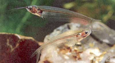 cathuytinh cristal 400