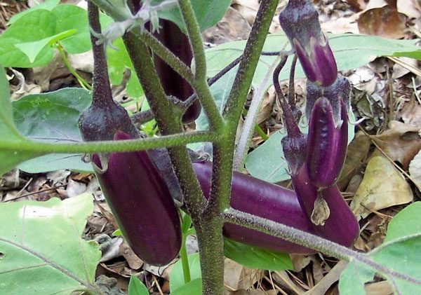 Eggplant is a highly nutritious vegetable.