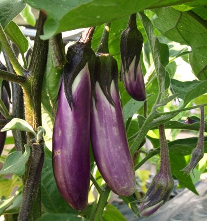 Eggplant contains many anti-cancer properties.