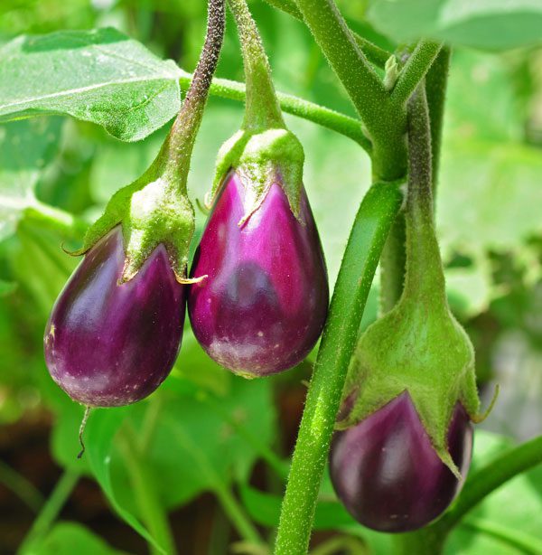 Eating eggplant can reduce the risk of type 2 diabetes.