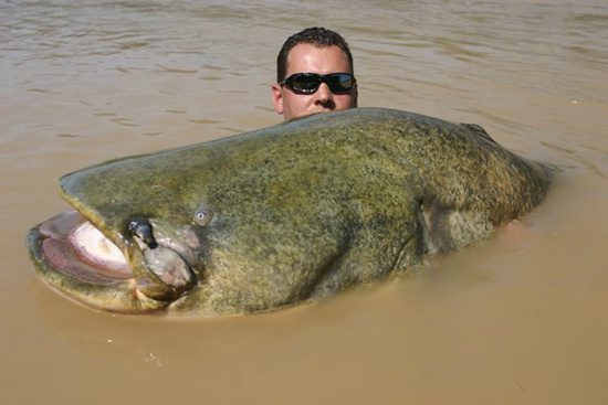 Giant Catfish