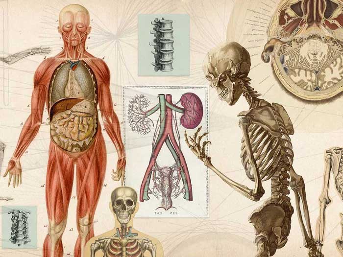 Our bodies are filled with various metals.