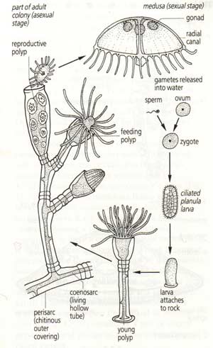 cautao cndarian