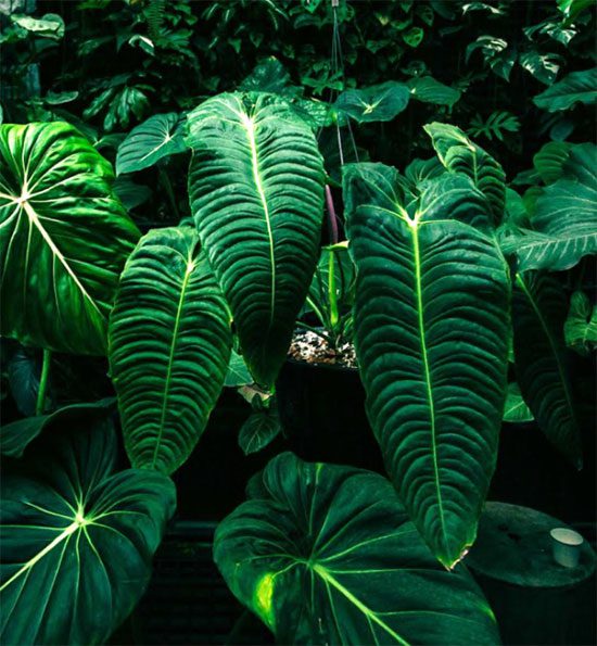 The Anthurium Veitchii is often referred to as a "where leaves count for money" plant.