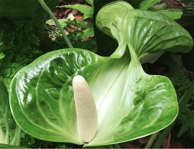 The flowers of the Anthurium Veitchii are not only beautiful but also emit a pleasant fragrance.