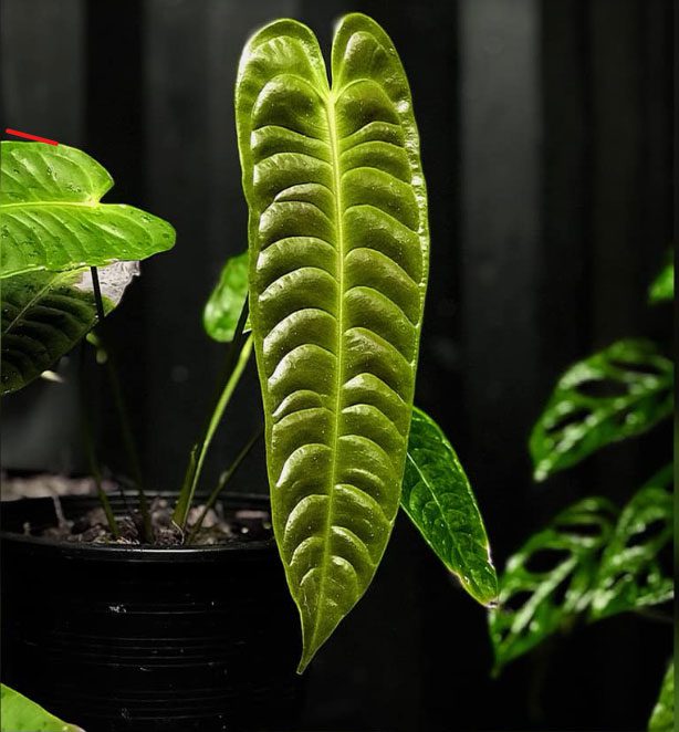 Anthurium Veitchii leaves can reach sizes of 2 meters when the plant matures.