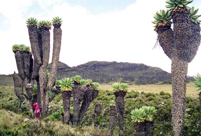 Dendrosenecio kilimanjari is classified as a flowering plant in the daisy family.