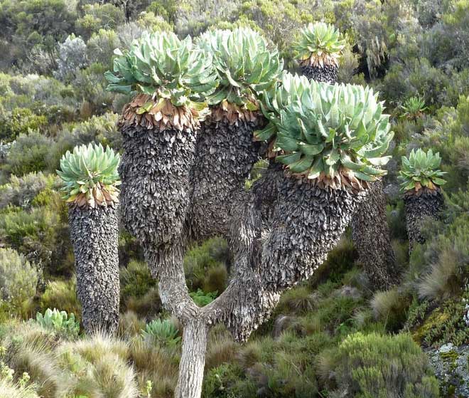 cay Dendrosenecio kilimanjari 3