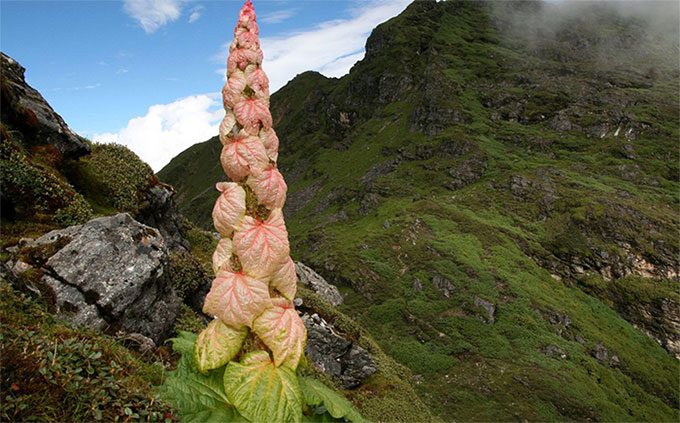 A plant believed to bloom only once every 400 years.