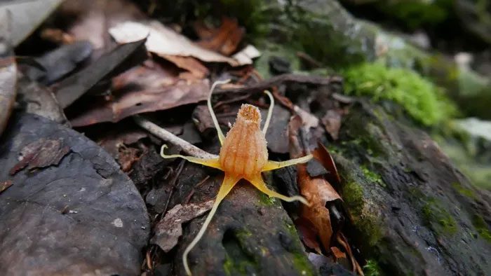 Thismia malayana discovered in tropical forests of Malaysia